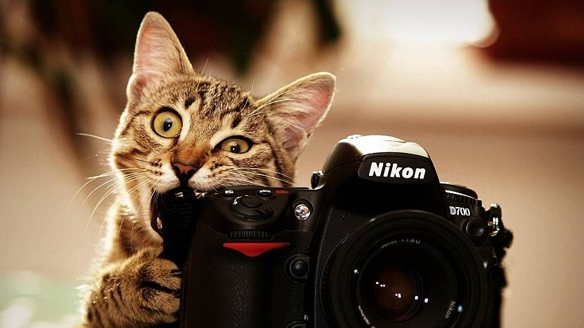 The best cameras of 2018