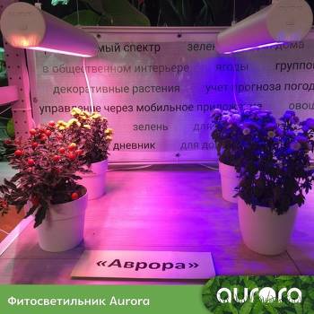 Aurora Model 50
