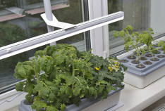 Οι καλύτεροι λαμπτήρες για τα φυτά του 2019