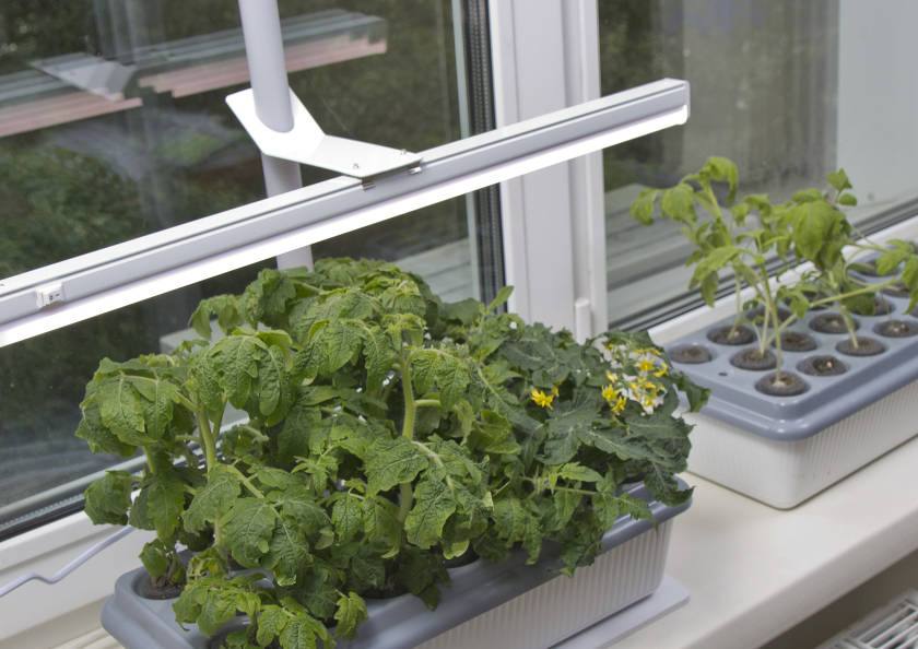 The best lamps for seedlings of 2019
